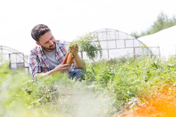 Farmer harvesting tomatoes in greenhouse