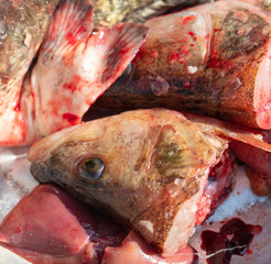 Waste and intestines of fish in the blood