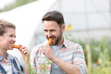 Farmers eating organic carrots in field