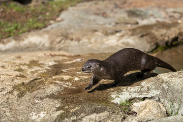 Fresh Water River Otter in wild