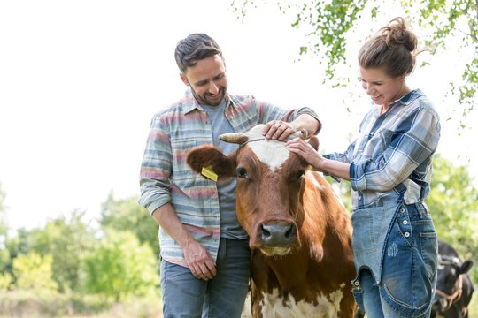Farmers rubbing cows head in field