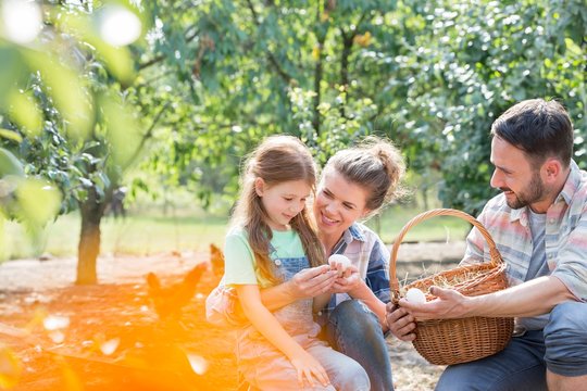 Mother And Father With Daughter Are Collecting Eggs And Putting Them In A Brown Wicker Baset, Concept Organic Family Lifestyle