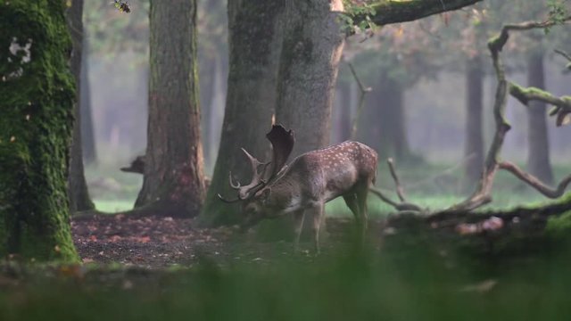 Fallow buck in the forest and look, mating time, autumn, (dama dama), germany 