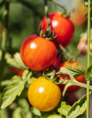 Ripe cherry tomatoes on a plant in the garden
