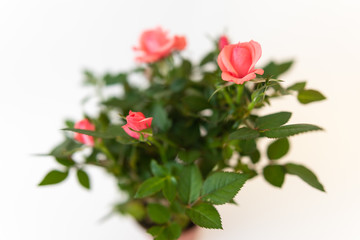 red roses on white background , close-up festive flower arrangement
