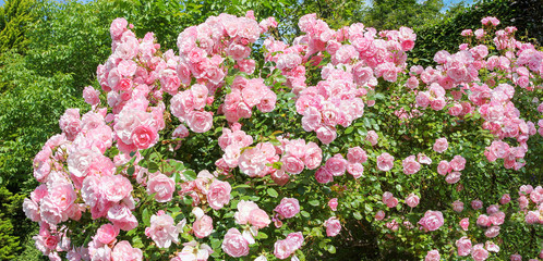 Fototapeta premium rose bush full bloom with green trees in the background
