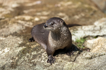 Fresh Water River Otter in wild