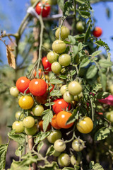 Ripe cherry tomatoes on a plant in the garden