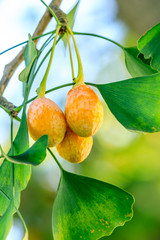 Ripe ginkgo fruit on ginkgo tree in autumn