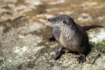 Fresh Water River Otter in wild