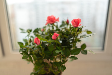 Obraz na płótnie Canvas red roses by the window, closeup flower arrangement