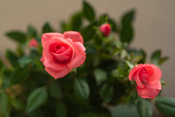 red roses by the window, closeup flower arrangement