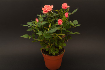 red roses on black background , close-up festive flower arrangement