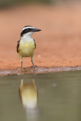 Great Kiskadee perched on tree	 in Rio Grande River Valley