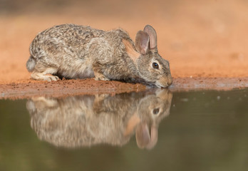 Cute Eastern Cottontail Rabbit in wild