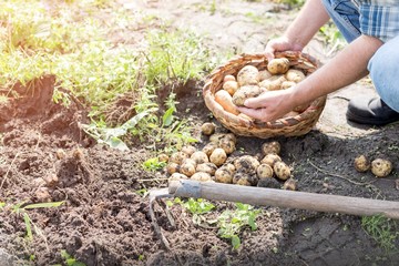 Farmer harvesting potatoes in farm