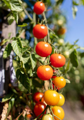 Obraz premium Ripe cherry tomatoes on a plant in the garden