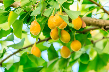 Ripe ginkgo fruit on ginkgo tree in autumn