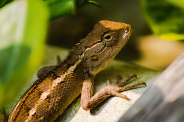 Focus on the chameleon eye 
