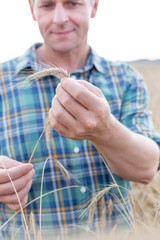 Mature farmer showing wheat crop in field