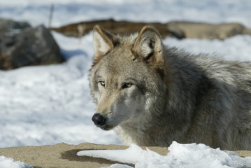 Grey Wolf in sanctuary and breeding center