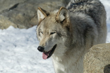 Grey Wolf in sanctuary and breeding center