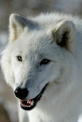 Obraz premium Grey Wolf in sanctuary and breeding center