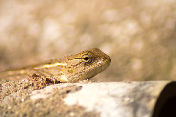 Focus on the chameleon eye 