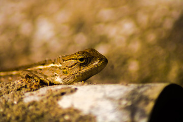 Focus on the chameleon eye 