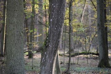 Obraz premium white Lichen