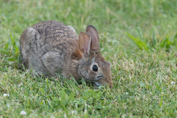 Cute Eastern Cottontail Rabbit in wild