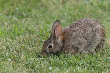 Cute Eastern Cottontail Rabbit in wild