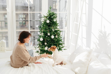 People, animals, relationships, winter holidays concept. Pleased woman holds paw of jack russell terrier dog, sit together in cozy bedroom on bed, decorate New Year tree, anticipate miracle.