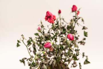 red withered roses on white background