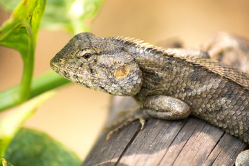 Chameleon site on the wooden 