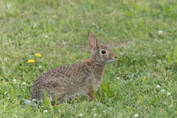 Cute Eastern Cottontail Rabbit in wild