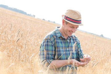 Naklejka na ściany i meble Mature farmer examining wheat crop in field