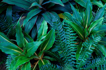 green leaves nature background, closeup tropical leaves texture