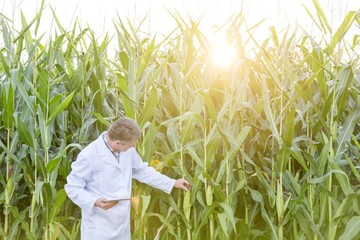 Crop scientist using digital tablet and examining corn in field with lens flare