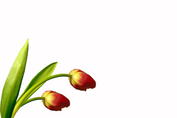 spring colorful flowers tulips