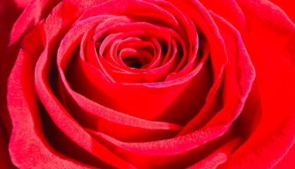 Red rose close-up. Rose background and texture photography
