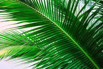 Naklejka na ściany i meble tropical palm leaf background, coconut palm trees perspective view