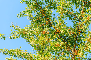 Leaves and fruit of the ginkgo tree in fall