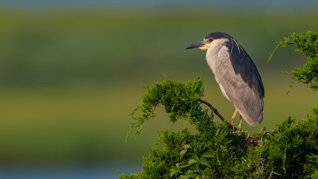 A Black-crowned Night Heron in breeding plumage perched with green background.