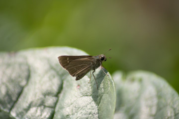 Small butterfly site on the leaves 