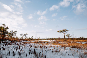 Rural winter scenery. Swamp with frozen water and pine tree at sunny day.