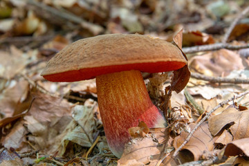 Devil's bolete, Boletus satanas mushroom is growing in the forest.