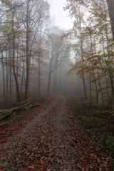 Waldweg im Nebel mit geschlagenen Holzstämmen am Wegrand