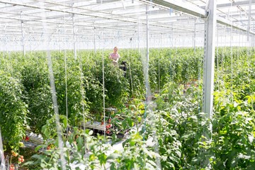 Young farmer standing in Greenhouse