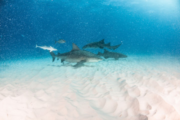 Fototapeta premium Bull shark in bad visibility at the Bahamas